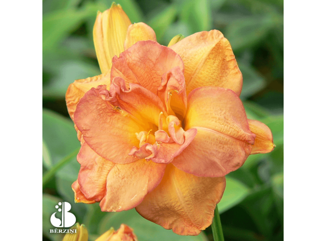 Hemerocallis   'Frances Joiner'